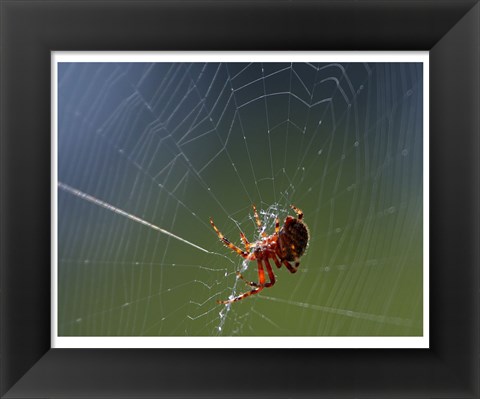 Framed Spider Spinning Its Web Print