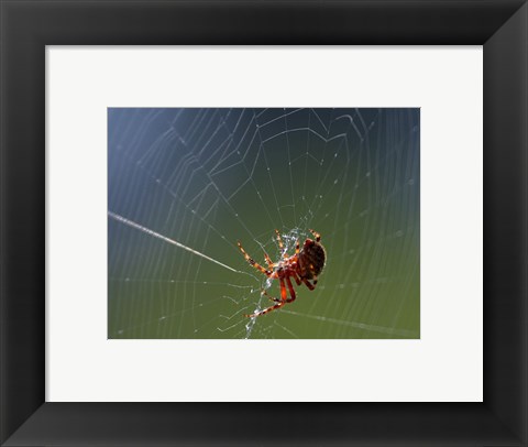 Framed Spider Spinning Its Web Print