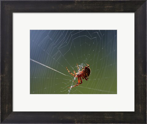 Framed Spider Spinning Its Web Print