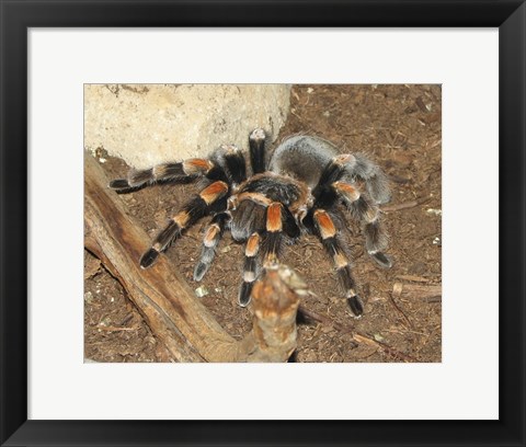 Framed Tarantula Print