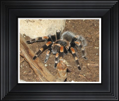 Framed Tarantula Print