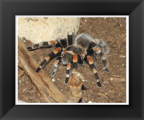 Framed Tarantula Print