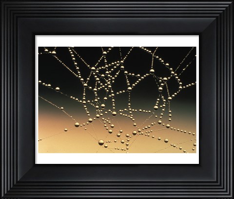 Framed Water Drops on Spiderweb Print