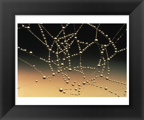 Framed Water Drops on Spiderweb Print