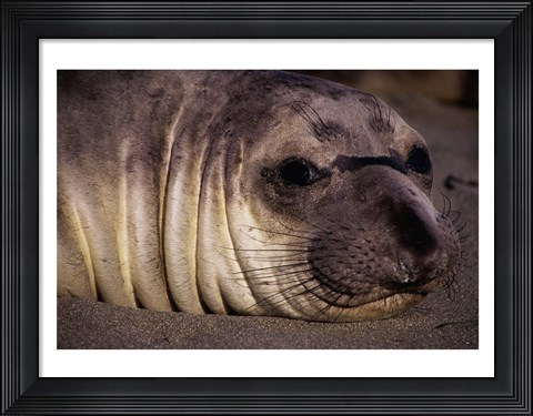 Framed Seal - close Print