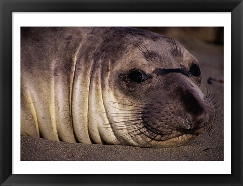 Framed Seal - close Print