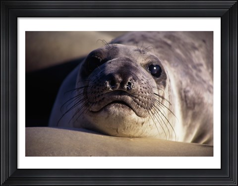 Framed Seal - photo Print