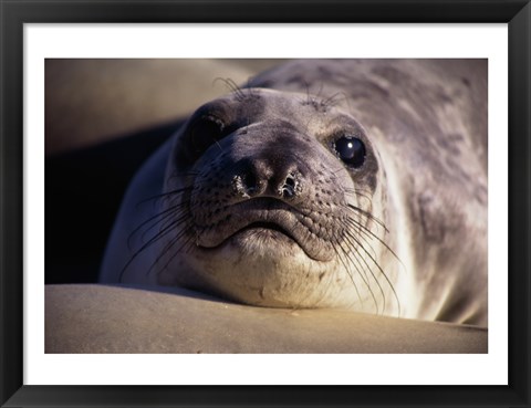Framed Seal - photo Print
