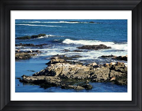 Framed Seals on rocks at the coast, California, USA Print
