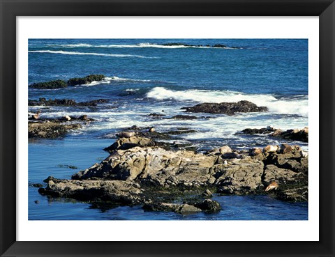 Framed Seals on rocks at the coast, California, USA Print