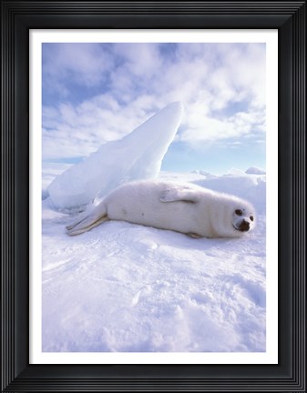 Framed Seal - laying Print