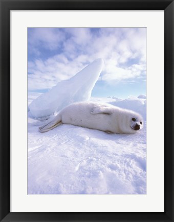 Framed Seal - laying Print