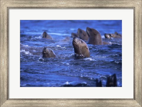 Framed Steller Sea Lions Print