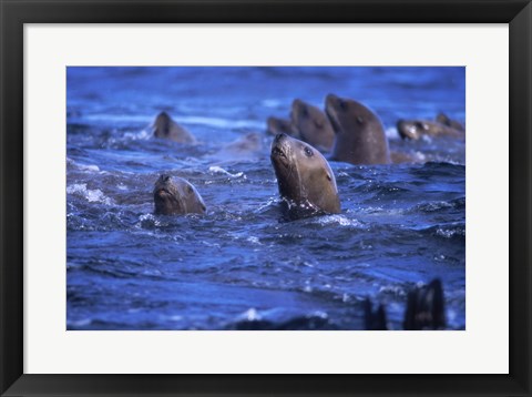 Framed Steller Sea Lions Print