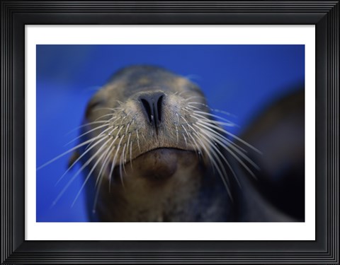 Framed Close-up of a California Sea Lion swimming in water Print