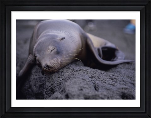 Framed Close-up of a Sea Lion sleeping on a rock, Galapagos Islands, Ecuador Print