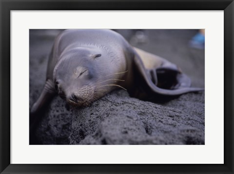 Framed Close-up of a Sea Lion sleeping on a rock, Galapagos Islands, Ecuador Print