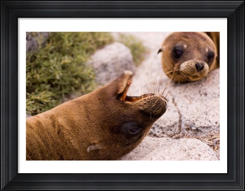 Framed Close-up of two Sea Lions relaxing on rocks, Ecuador Print