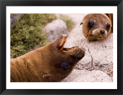 Framed Close-up of two Sea Lions relaxing on rocks, Ecuador Print