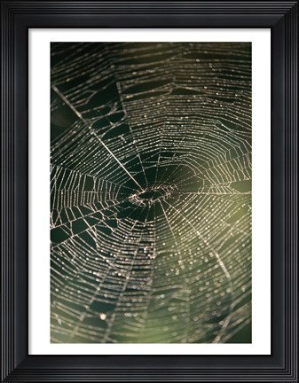 Framed Close-up of a spider&#39;s web Print