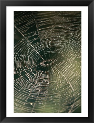 Framed Close-up of a spider&#39;s web Print