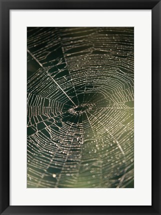 Framed Close-up of a spider&#39;s web Print