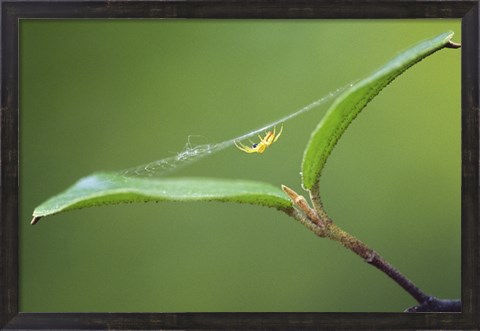 Framed Spider Print