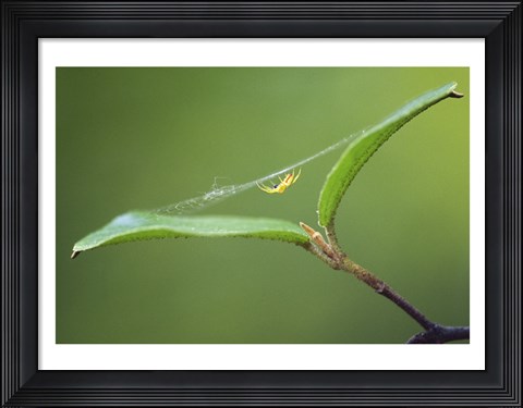 Framed Spider Print
