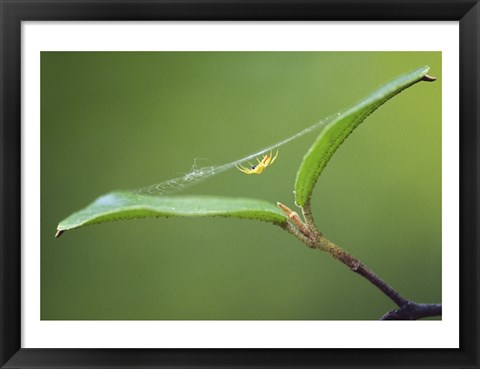Framed Spider Print
