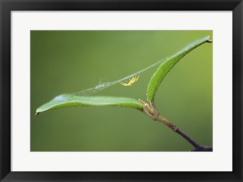 Framed Spider Print