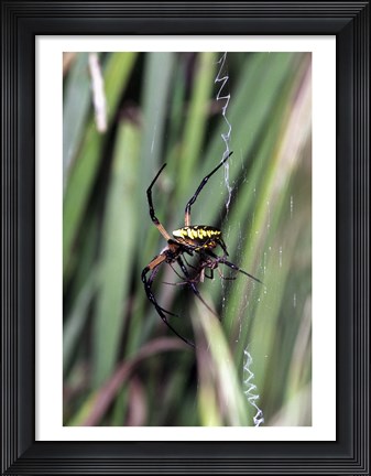 Framed Close-up of an Argiope Spider Print