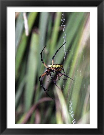 Framed Close-up of an Argiope Spider Print