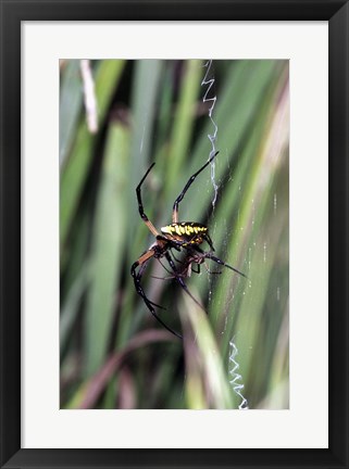 Framed Close-up of an Argiope Spider Print