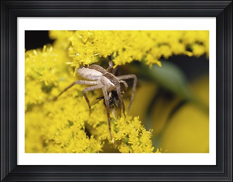 Framed Close-up of a Lynx Spider carrying a bee Print