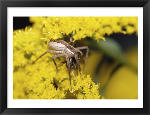 Framed Close-up of a Lynx Spider carrying a bee Print