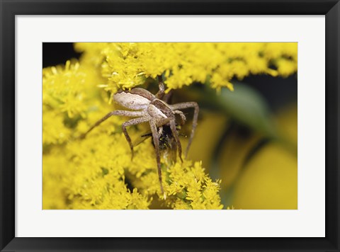 Framed Close-up of a Lynx Spider carrying a bee Print