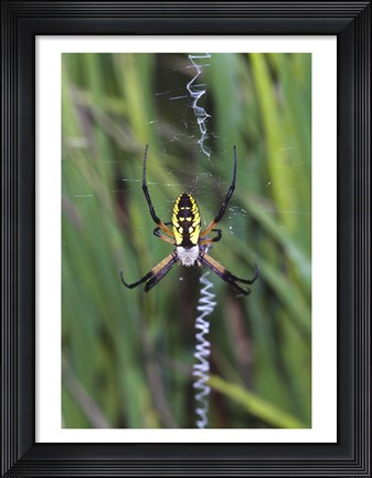 Framed Close-up of a Garden Spider Print