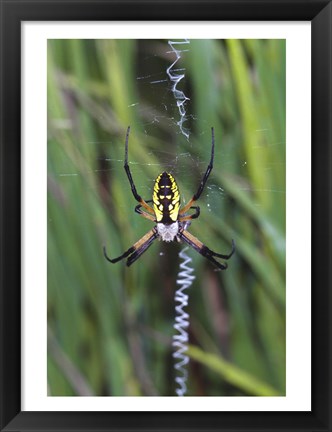 Framed Close-up of a Garden Spider Print