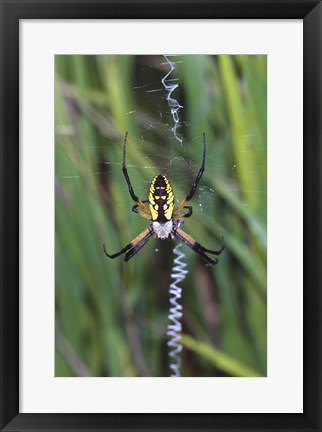 Framed Close-up of a Garden Spider Print