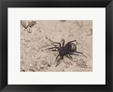 Framed High angle view of a Black Widow Spider Print