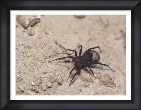 Framed High angle view of a Black Widow Spider Print