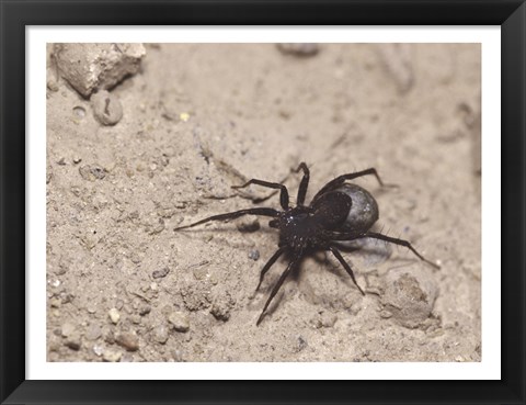 Framed High angle view of a Black Widow Spider Print