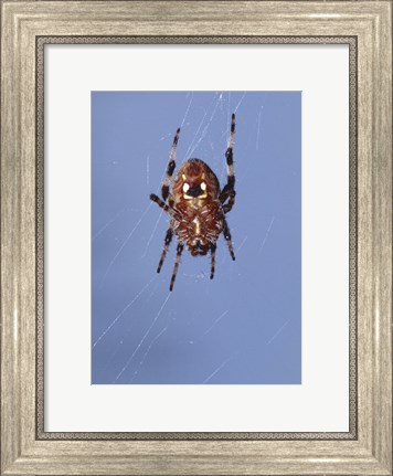 Framed Low angle view of a spider on web Print