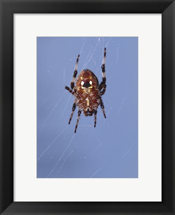 Framed Low angle view of a spider on web Print