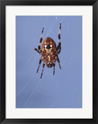 Framed Low angle view of a spider on web Print