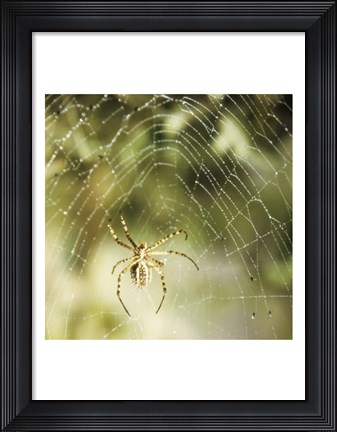 Framed Garden Spider Print