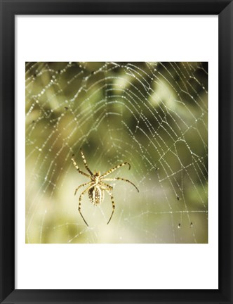 Framed Garden Spider Print