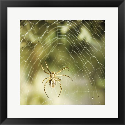 Framed Garden Spider Print