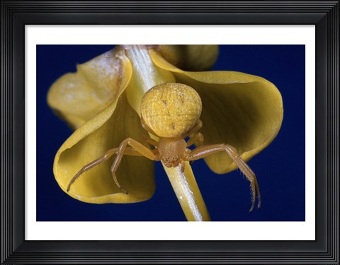 Framed Crab Spider Print