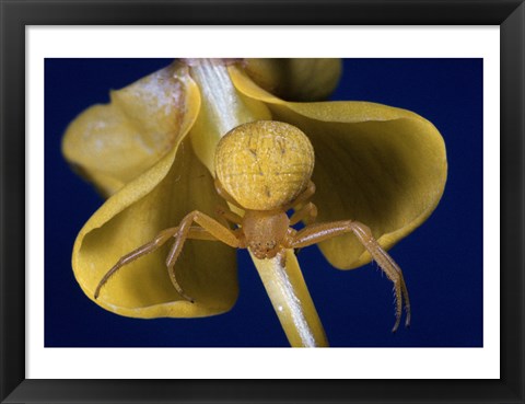 Framed Crab Spider Print